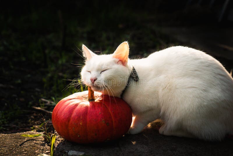 Cute white cat sitting near a big orange pumpkin in the sun. Cute white cat sitting near a big orange pumpkin in the sun