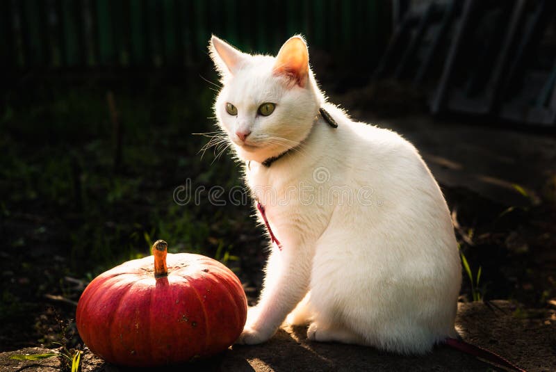 cute white cat sitting near a big orange pumpkin 1. cute white cat sitting near a big orange pumpkin 1