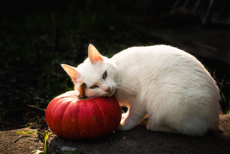 Cute white cat sitting near a big orange pumpkin 1. Cute white cat sitting near a big orange pumpkin 1