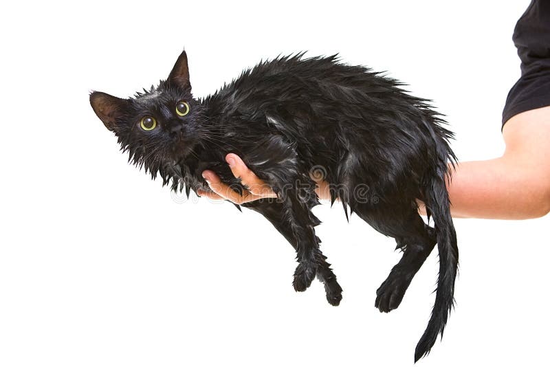 Χαριτωμένη μαύρη soggy γάτα μετά από ένα λουτρό στοκ εικόνες