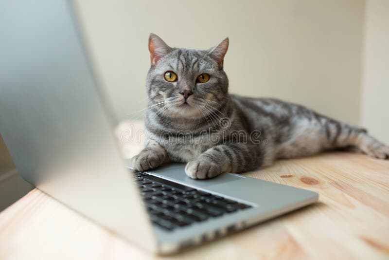 Cute scottish straight gray cat working at the computer online as a developer or IT guy. Cute scottish straight gray cat working at the computer online as a developer or IT guy