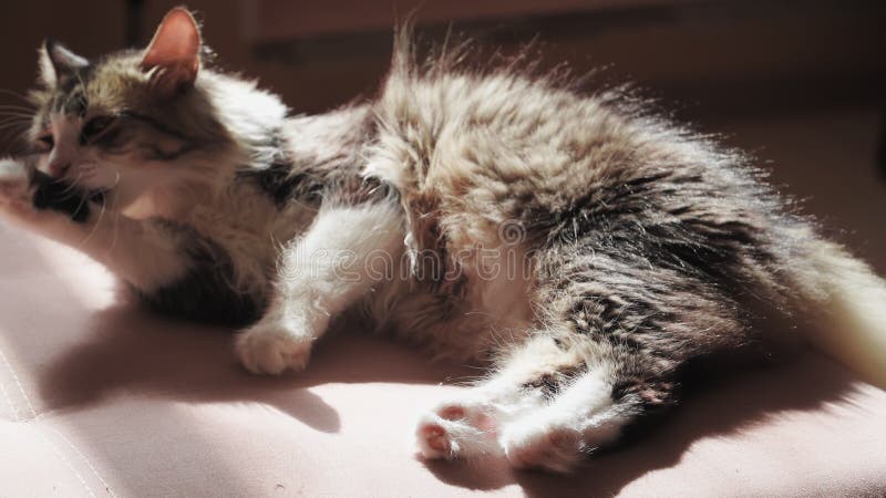 χαριτωμένη όμορφη χνουδωτή γάτα πλένει σε καναπέ