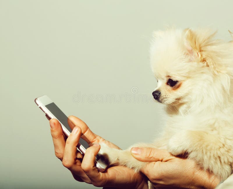 Χαριτωμένο pomeranian σκυλί που χρησιμοποιεί το smartphone στα θηλυκά χέρια στοκ φωτογραφία