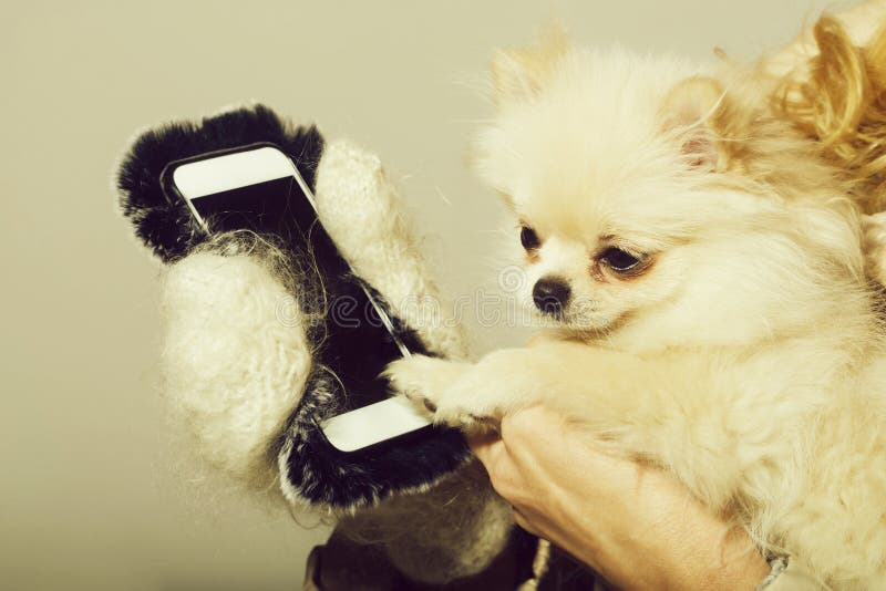 Χαριτωμένο pomeranian σκυλί που χρησιμοποιεί το smartphone στα θηλυκά χέρια στοκ εικόνες