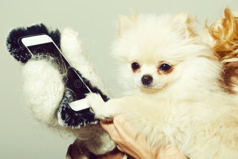 Χαριτωμένο pomeranian σκυλί που χρησιμοποιεί το smartphone στα θηλυκά χέρια στοκ φωτογραφία με δικαίωμα ελεύθερης χρήσης