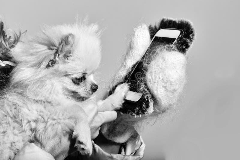 Χαριτωμένο pomeranian σκυλί που χρησιμοποιεί το smartphone στα θηλυκά χέρια στοκ εικόνες