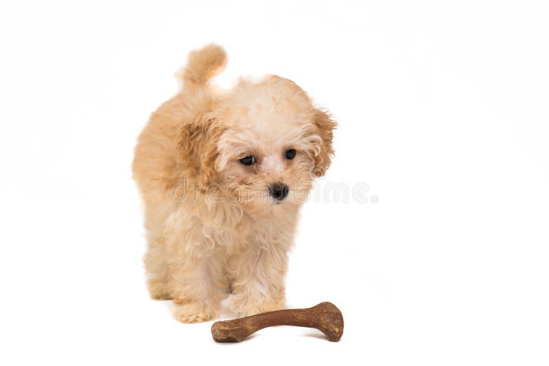 Χαριτωμένο Poodle κουτάβι με το κόκκαλο παιχνιδιών της στοκ εικόνα με δικαίωμα ελεύθερης χρήσης Χαριτωμένο Poodle κουτάβι με το κόκκαλο παιχνιδιών της στοκ εικόνα με δικαίωμα ελεύθερης χρήσης