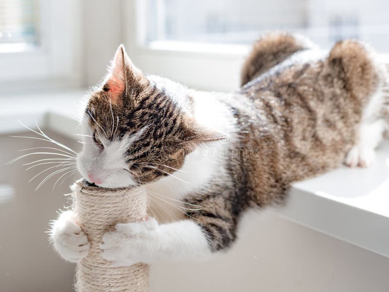 Χαριτωμένο Tabby Kitten με Cat Tree, ηλιόλουστη μέρα. Χαριτωμένο κουτάβι με γατάκι