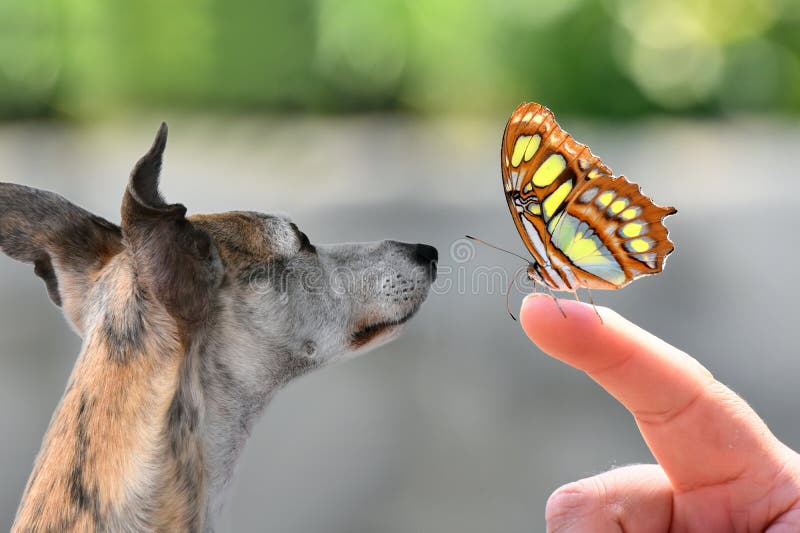 Χαριτωμένο whippet που προσέχει προσεκτικά μια πεταλούδα Χαριτωμένο whippet που προσέχει προσεκτικά μια πεταλούδα