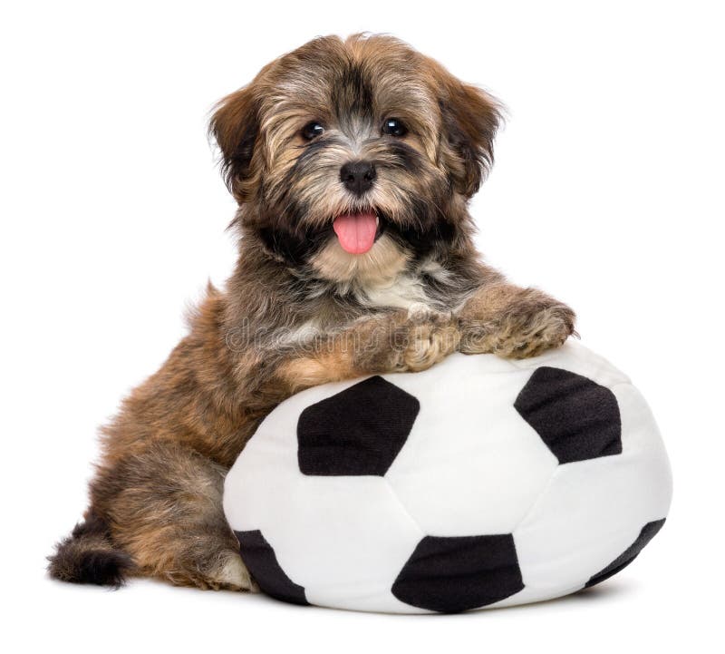 Χαριτωμένο ευτυχές havanese παιχνίδι σκυλιών κουταβιών με ένα παιχνίδι σφαιρών ποδοσφαίρου στοκ φωτογραφίες