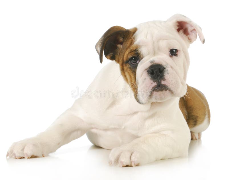 Cute puppy - english bulldog puppy laying down looking at view on white background. Cute puppy - english bulldog puppy laying down looking at view on white background