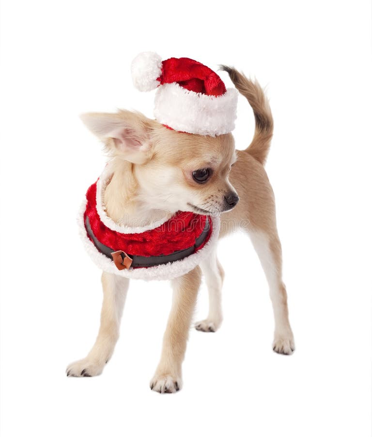 Χαριτωμένο κουτάβι Chihuahua που φορά το κοστούμι Santa στοκ φωτογραφία