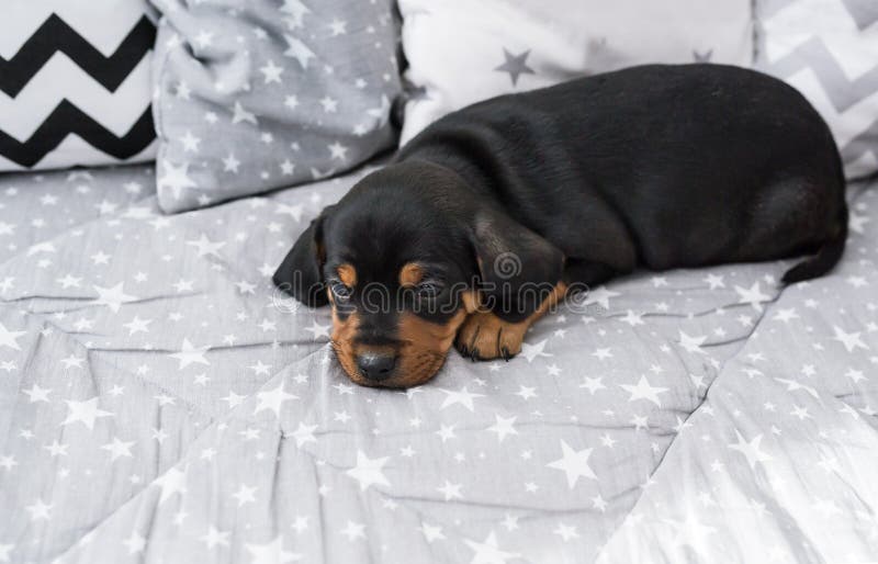 Χαριτωμένο κουτάβι του dachshund που βρίσκεται στο ανθρώπινο κρεβάτι στοκ φωτογραφίες με δικαίωμα ελεύθερης χρήσης Χαριτωμένο κουτάβι του dachshund που βρίσκεται στο ανθρώπινο κρεβάτι στοκ φωτογραφίες με δικαίωμα ελεύθερης χρήσης