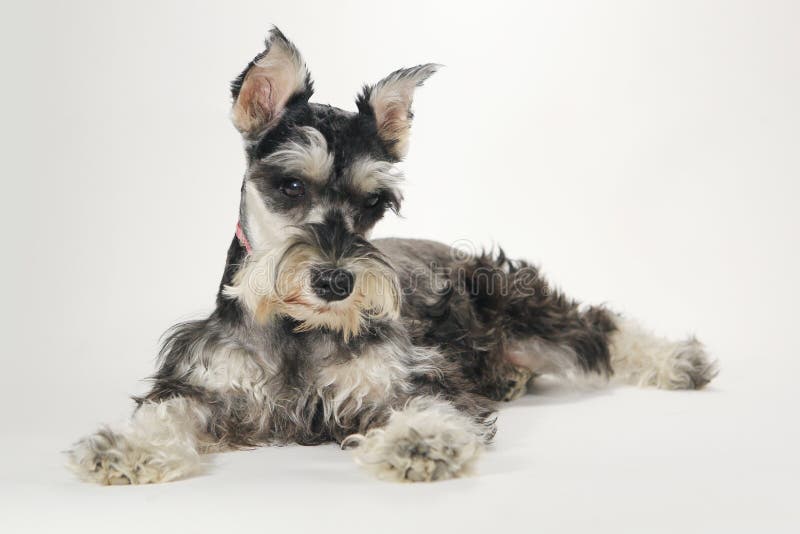 Χαριτωμένο μικροσκοπικό σκυλί κουταβιών Schnauzer στο άσπρο υπόβαθρο στοκ εικόνες Χαριτωμένο μικροσκοπικό σκυλί κουταβιών Schnauzer στο άσπρο υπόβαθρο στοκ εικόνες