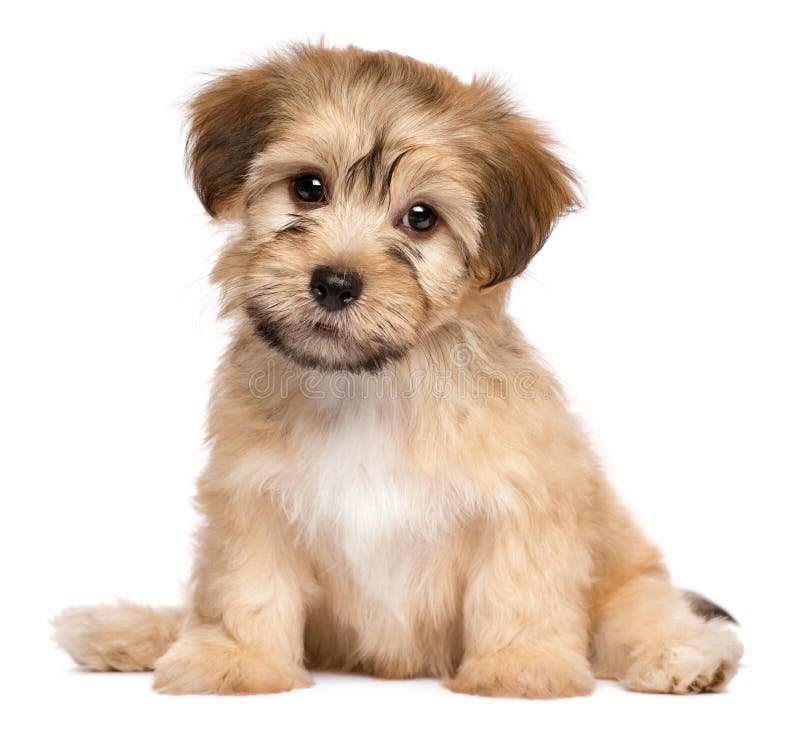 Χαριτωμένο σκυλί κουταβιών συνεδρίασης havanese στοκ εικόνα