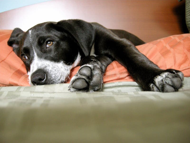 Cute pitbull pointer mix puppy lounging. Cute pitbull pointer mix puppy lounging