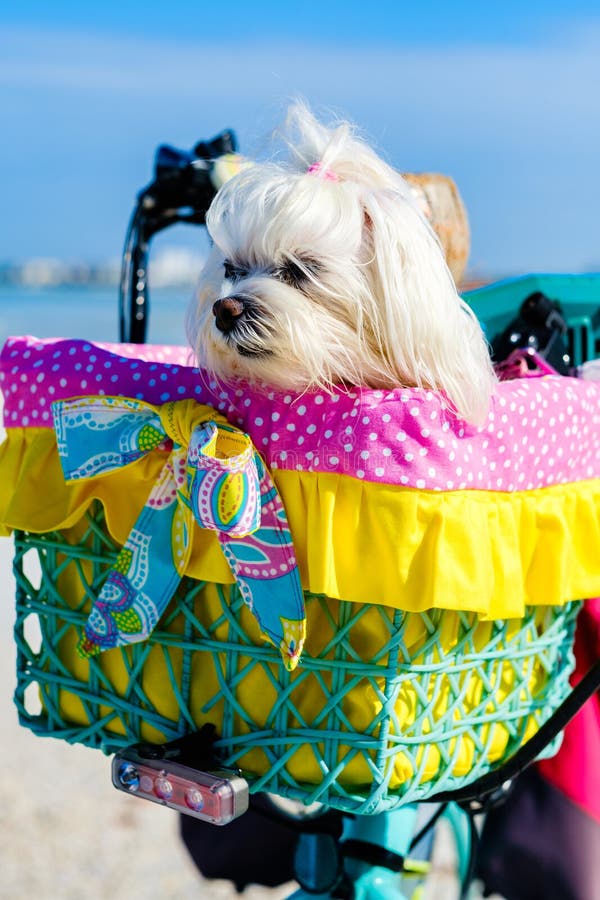 Χαριτωμένο σκυλί Shih Tzu στοκ εικόνες Χαριτωμένο σκυλί Shih Tzu στοκ εικόνες