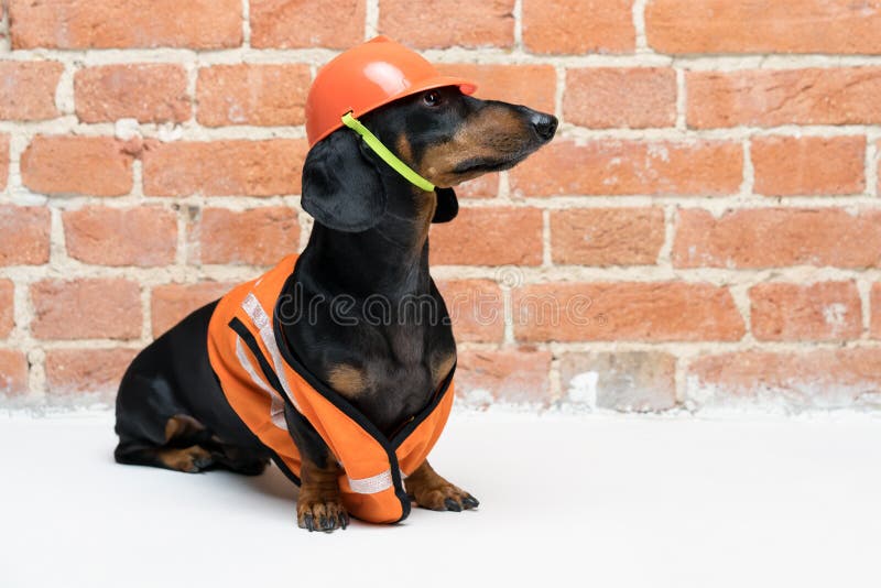 Χαριτωμένος οικοδόμος σκυλιών dachshund σε ένα πορτοκαλί κράνος κατασκευής και μια φανέλλα, ενάντια σε έναν τούβλινο τοίχο στοκ φωτογραφίες με δικαίωμα ελεύθερης χρήσης