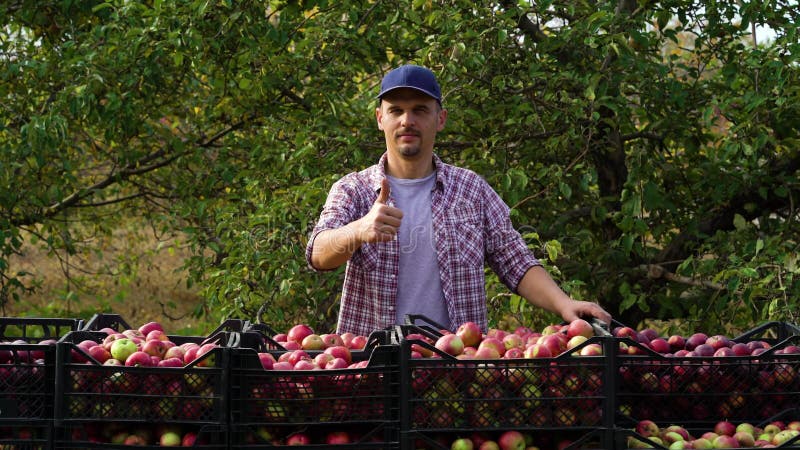 χαρούμενος αγρότης που δείχνει τον αντίχειρα κοντά σε κουτιά με μήλα