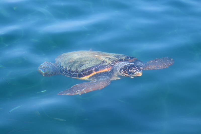 Χελώνα θάλασσας ηλιθίων Caretta στοκ φωτογραφία με δικαίωμα ελεύθερης χρήσης Χελώνα θάλασσας ηλιθίων Caretta στοκ φωτογραφία με δικαίωμα ελεύθερης χρήσης