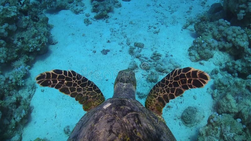 Χελώνα που κολυμπά πέρα από την κοραλλιογενή ύφαλο