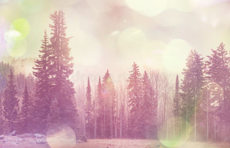 Χειμερινό forestInstagram φίλτρο στοκ φωτογραφία με δικαίωμα ελεύθερης χρήσης Χειμερινό forestInstagram φίλτρο στοκ φωτογραφία με δικαίωμα ελεύθερης χρήσης