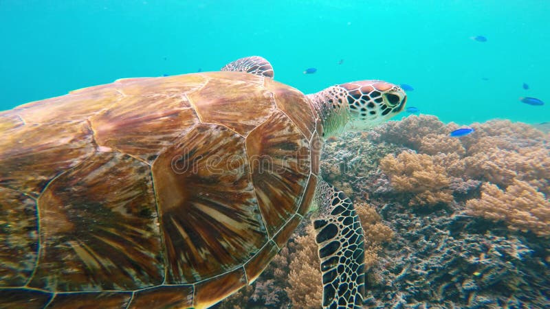 χελώνα θάλασσας κοραλ&lambd