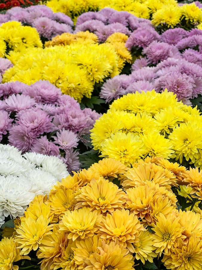 χημική ένωση του chrysanthemum bouquet σε πορτοκαλί λευκό πορφυρό πορφυρό σφαιρίδιο στοκ φωτογραφία με δικαίωμα ελεύθερης χρήσης