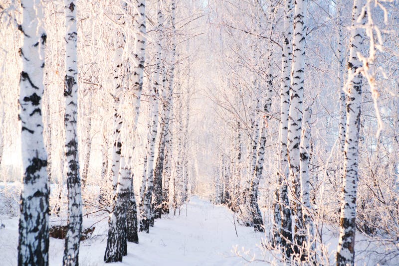 Χιονισμένα δέντρα στο δασικό χειμερινό τοπίο