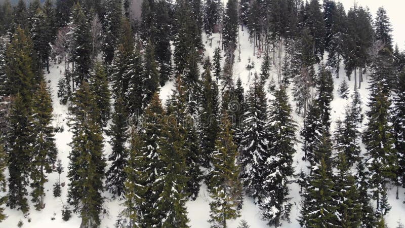 χιονισμένο δάσος στην κεραία των βουνών. δένδρα με χιόνι καλυμμένη με εναέρια θέα.