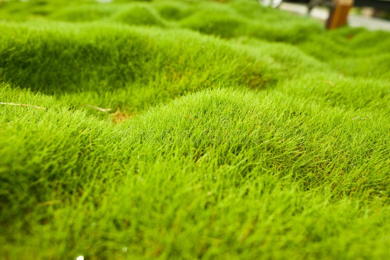 Χλόη Zoysia στοκ φωτογραφίες με δικαίωμα ελεύθερης χρήσης Χλόη Zoysia στοκ φωτογραφίες με δικαίωμα ελεύθερης χρήσης
