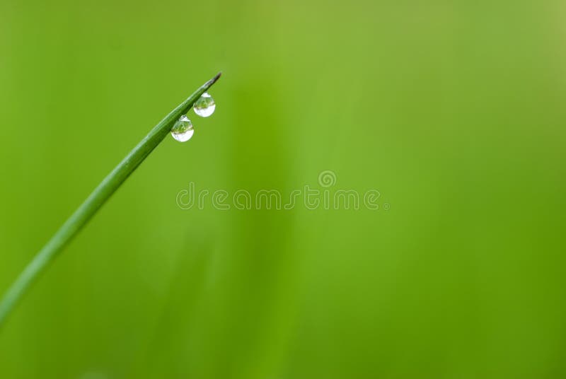 χλόη δύο waterdrops στοκ φωτογραφία