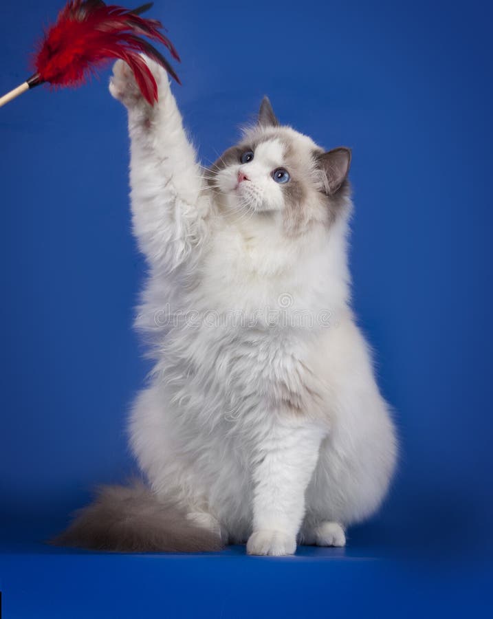 Χνουδωτά άσπρα παιχνίδια γατακιών ragdoll με ένα φτερό σε ένα μπλε υπόβαθρο στούντιο στοκ φωτογραφίες με δικαίωμα ελεύθερης χρήσης