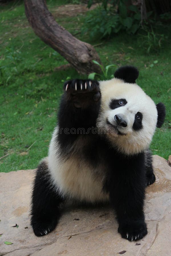 Fluffy Giant Panda is Eating Bamboo. Fluffy Giant Panda is Eating Bamboo