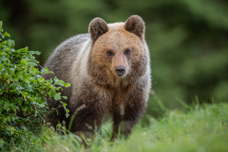 Χνουδωτός νέος καφετής αντέχει, arctos ursus, το καλοκαίρι στοκ φωτογραφίες