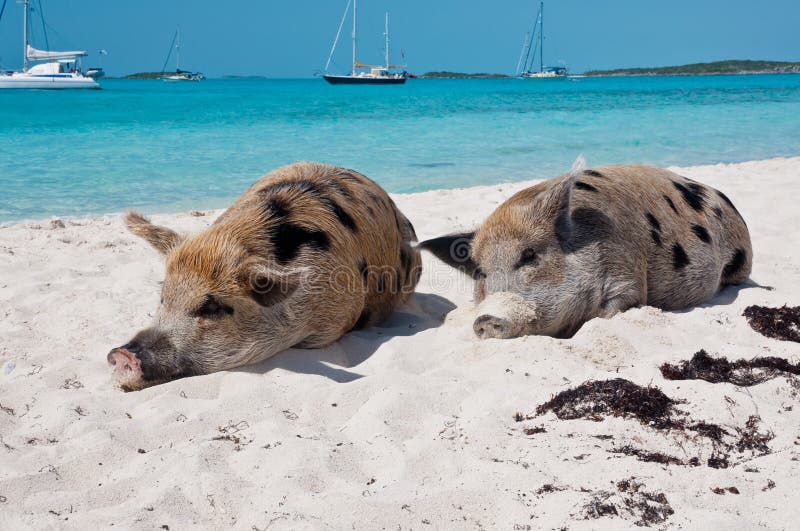 Wild pigs on Big Majors Island in The Bahamas, lounging and walking around in the sand and ocean. Wild pigs on Big Majors Island in The Bahamas, lounging and walking around in the sand and ocean.