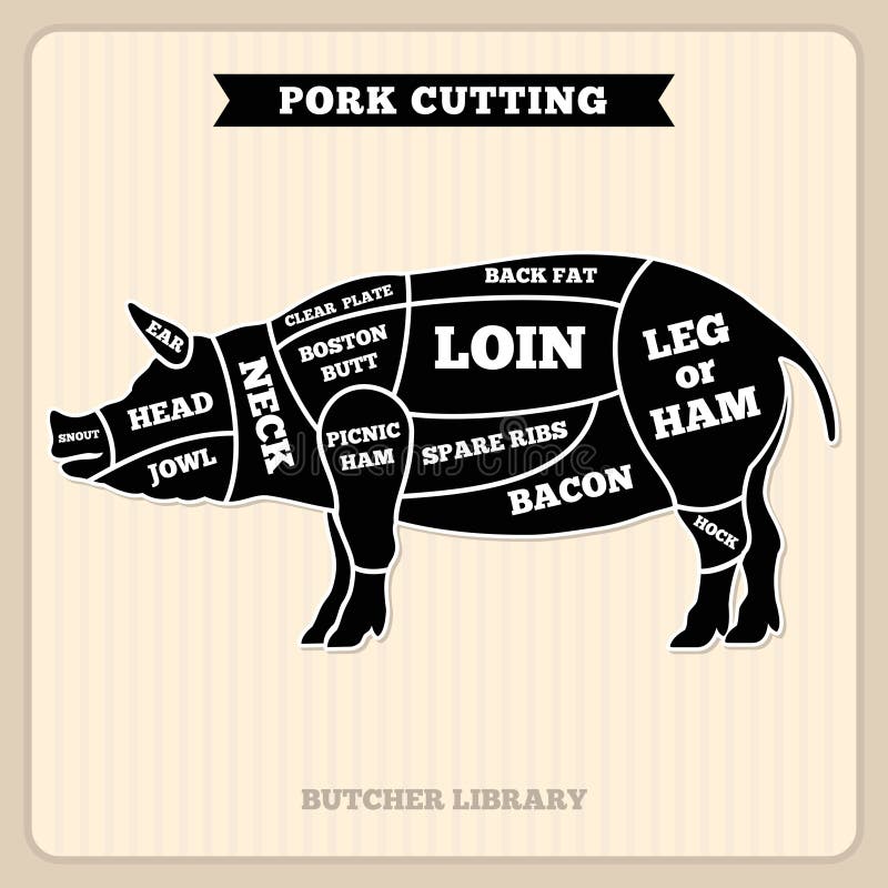 Pork, pig meat cutting vector vintage chart, cuts guide diagram. Pig cuts butcher diagram, illustration of section pig. Pork, pig meat cutting vector vintage chart, cuts guide diagram. Pig cuts butcher diagram, illustration of section pig