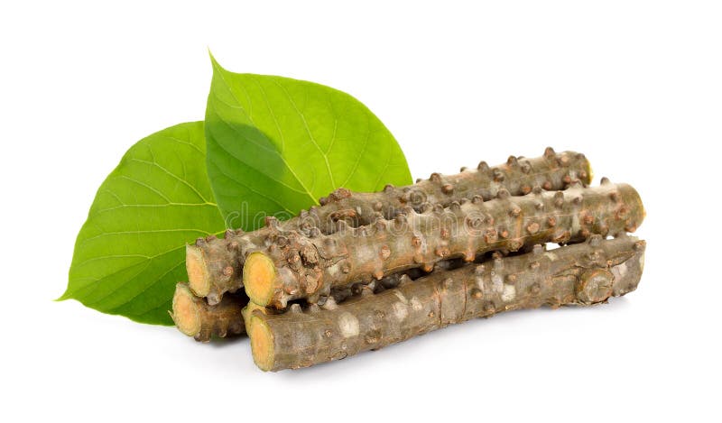 Χορτάρι cordifolia Tinospora στο λευκό στοκ εικόνες
