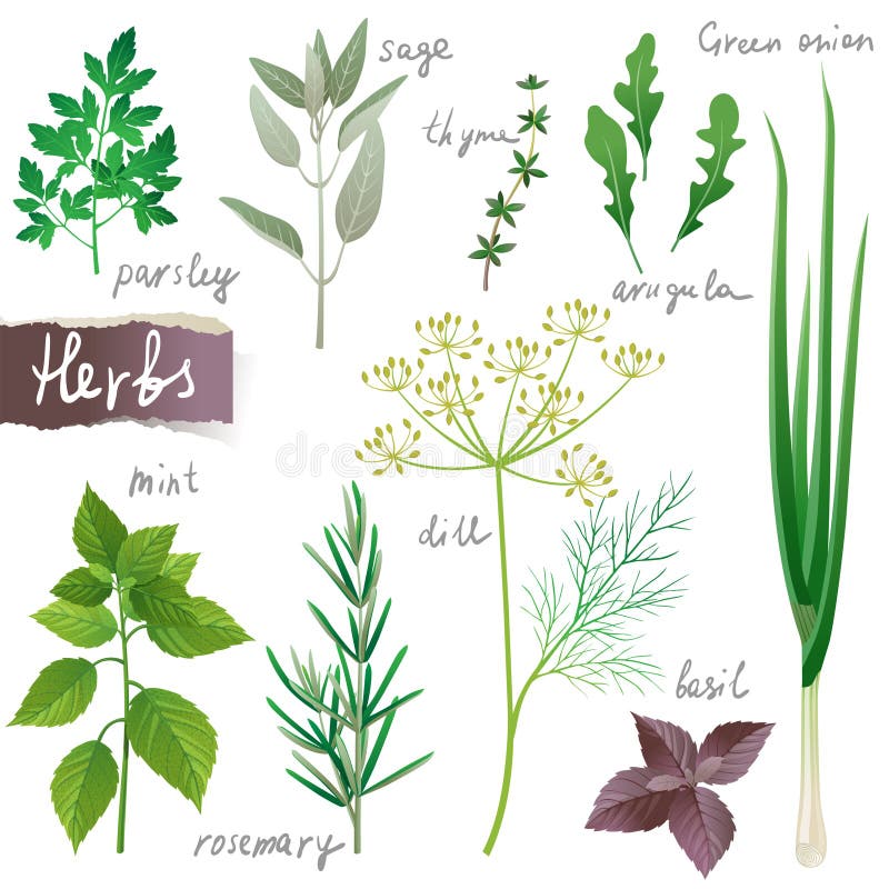 Aromatic herbs set over white background. Aromatic herbs set over white background