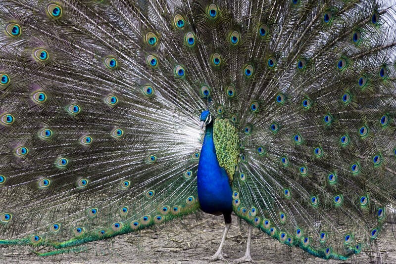 χορός που ζευγαρώνει peacock στοκ φωτογραφία