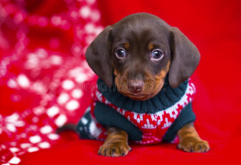 Χριστούγεννα Dachshund κουταβιών στοκ φωτογραφία με δικαίωμα ελεύθερης χρήσης Χριστούγεννα Dachshund κουταβιών στοκ φωτογραφία με δικαίωμα ελεύθερης χρήσης