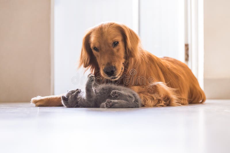 Χρυσά retrievers και βρετανικό shorthair στοκ φωτογραφίες Χρυσά retrievers και βρετανικό shorthair στοκ φωτογραφίες