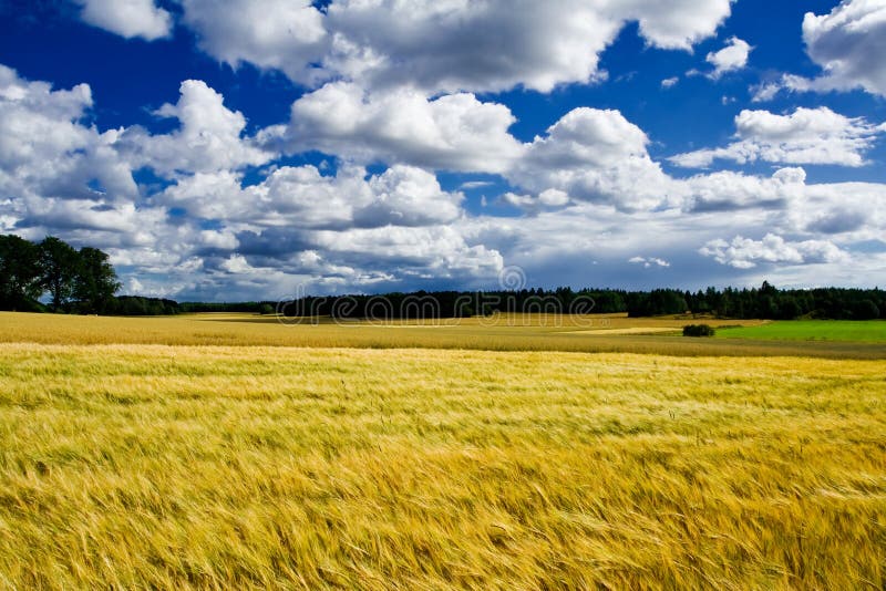 Golden ripe barley field landscape. Golden ripe barley field landscape