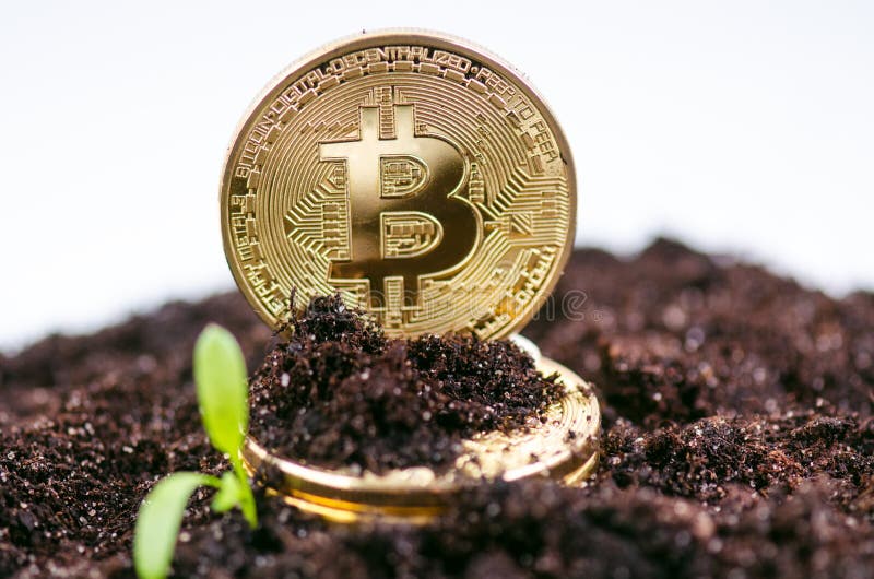 Χρυσά νομίσματα bitcoin σε ένα χώμα και εγκαταστάσεις ανάπτυξης Εικονικό νόμισμα Crypto νόμισμα νέες εικονικές πιστώσεις στοκ φωτογραφίες Χρυσά νομίσματα bitcoin σε ένα χώμα και εγκαταστάσεις ανάπτυξης Εικονικό νόμισμα Crypto νόμισμα νέες εικονικές πιστώσεις στοκ φωτογραφίες