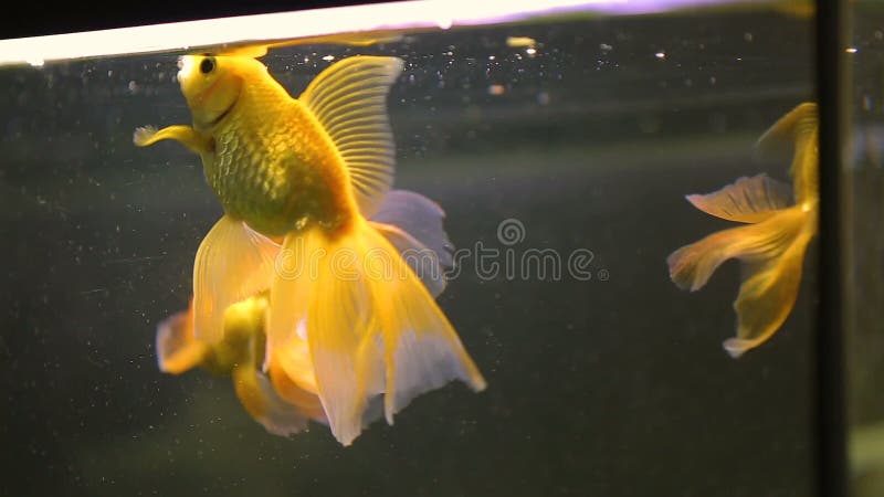 Χρυσά ψάρια που κολυμπούν στο ενυδρείο του σαλονιού ομορφιάς, pilling υπηρεσία ψαριών, πανίδα