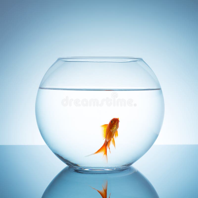 Χρυσά ψάρια σε ένα fishbowl στοκ εικόνες Χρυσά ψάρια σε ένα fishbowl στοκ εικόνες