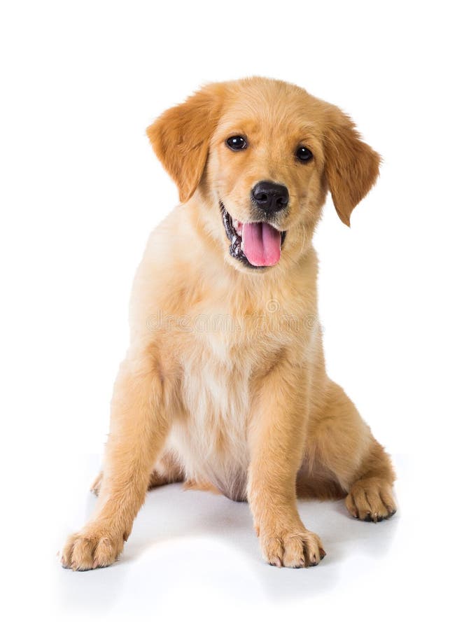 Χρυσή Retriever συνεδρίαση σκυλιών στο πάτωμα, που απομονώνεται στη λευκιά ΤΣΕ στοκ εικόνα