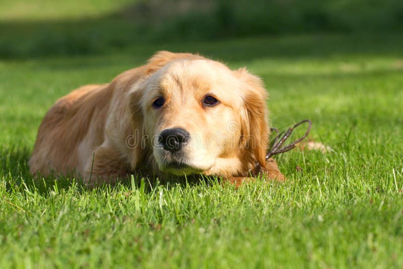 χρυσό retriever στοκ φωτογραφία