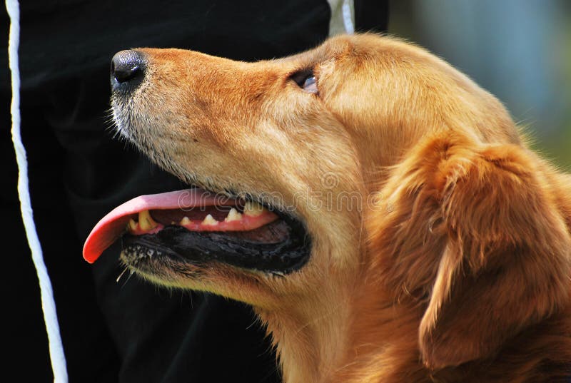 Χρυσό Retriever στοκ φωτογραφία με δικαίωμα ελεύθερης χρήσης