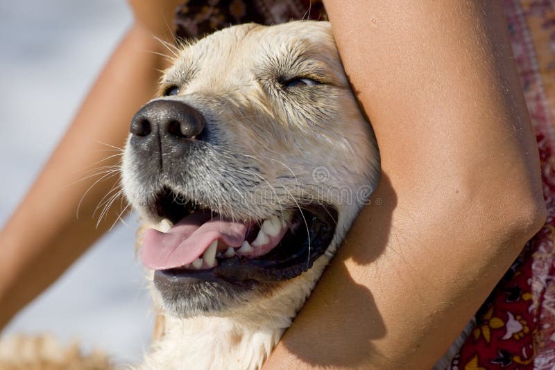 χρυσό retriever στοκ εικόνες